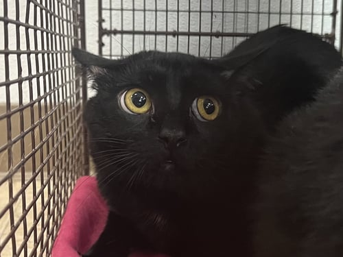 SHADOW - Domestic Long Hair available for adoption