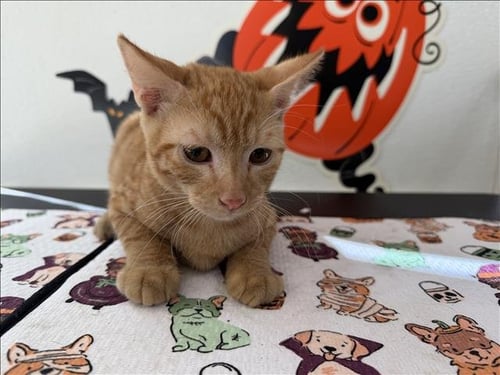 TOMMY - Domestic Short Hair available for adoption
