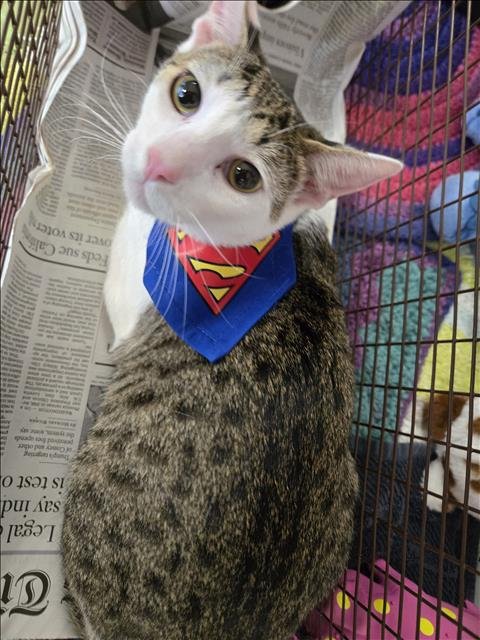 CHIP - Domestic Short Hair available for adoption