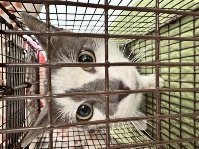 MELLOW - Domestic Short Hair available for adoption