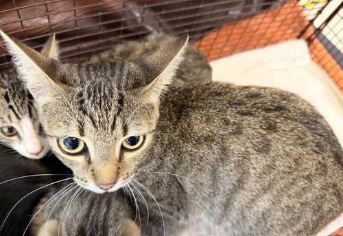 2MOM - Domestic Short Hair available for adoption