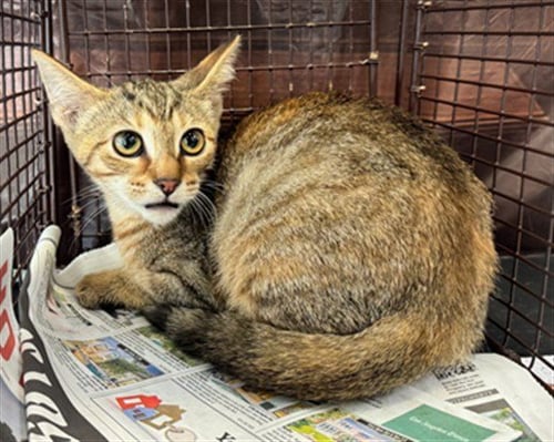 A2295801 - Domestic Short Hair available for adoption