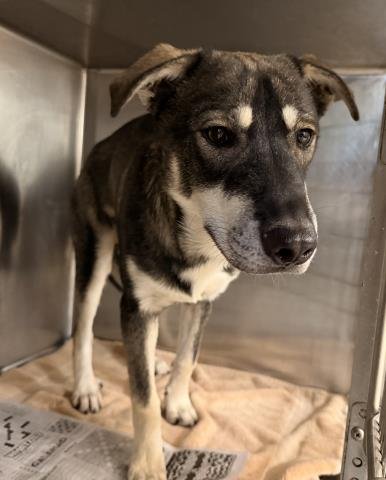 BRODY - Siberian Husky available for adoption