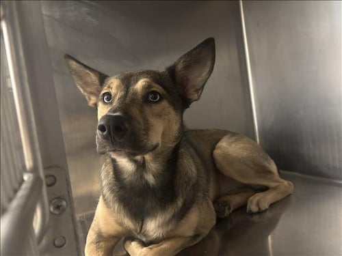 FIONA - German Shepherd Dog available for adoption