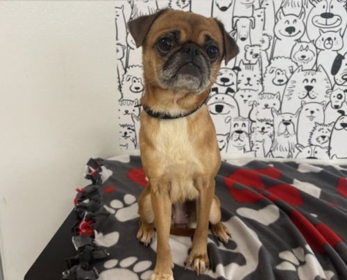JOLENA - Pug available for adoption