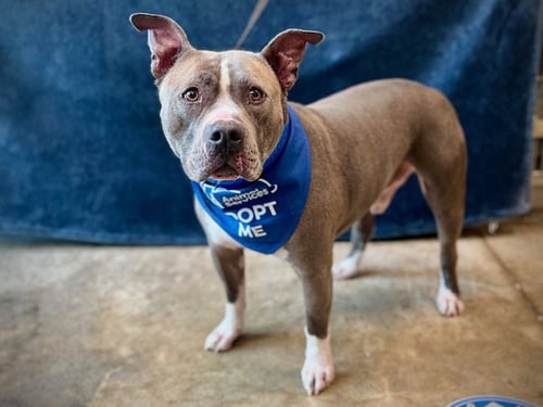 BLUE - American Pit Bull Terrier available for adoption
