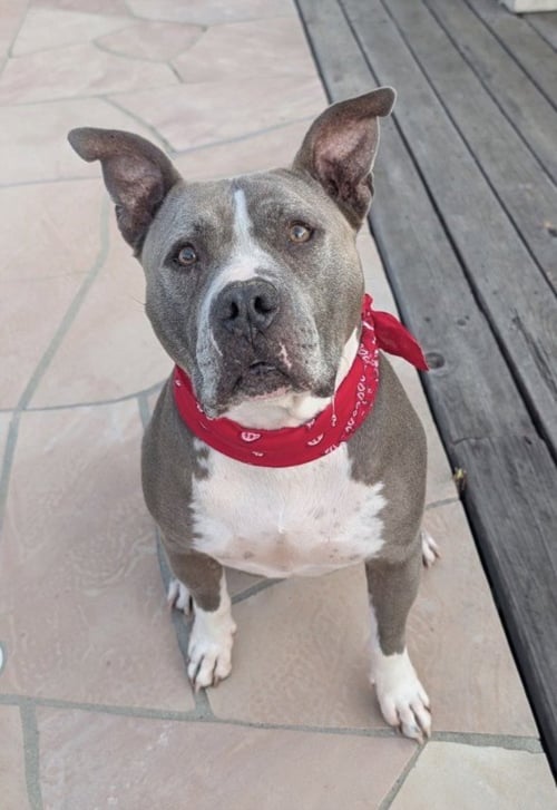 BRUIN - American Pit Bull Terrier available for adoption