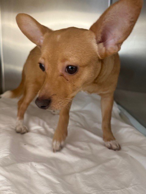 ZZ TOP - Chihuahua available for adoption