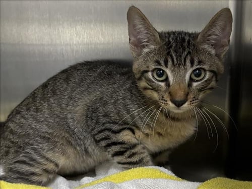 HERMES - Domestic Short Hair available for adoption