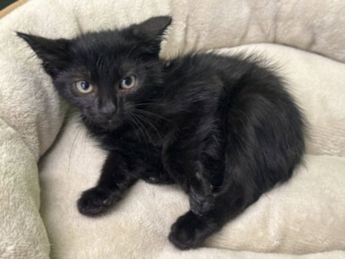 SERGIO - Domestic Short Hair available for adoption
