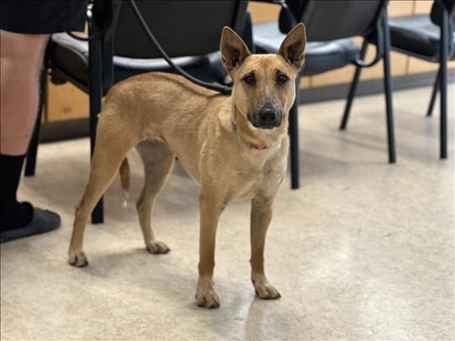 VALENTINA - Miniature Bull Terrier available for adoption