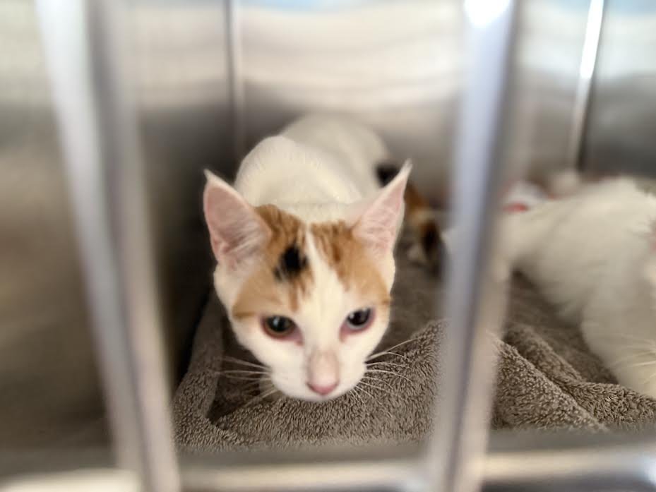 PICKLES - Domestic Long Hair available for adoption