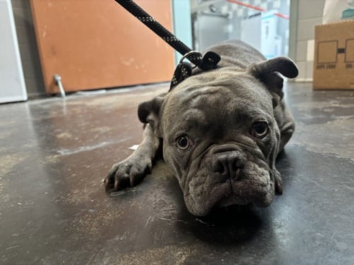 A2301697 - French Bulldog available for adoption
