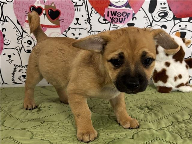 CINNAMON - Beagle / Papillon available for adoption