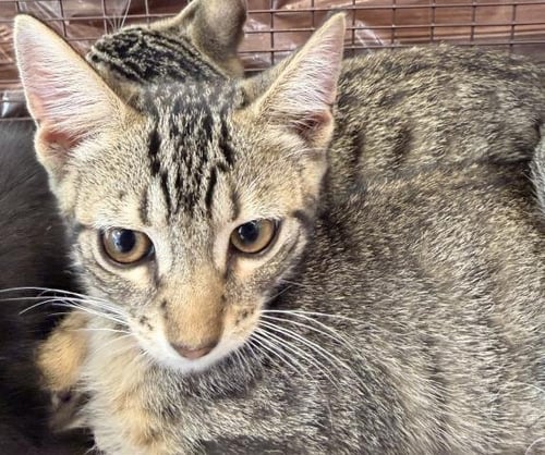 A2295110 - Domestic Short Hair available for adoption