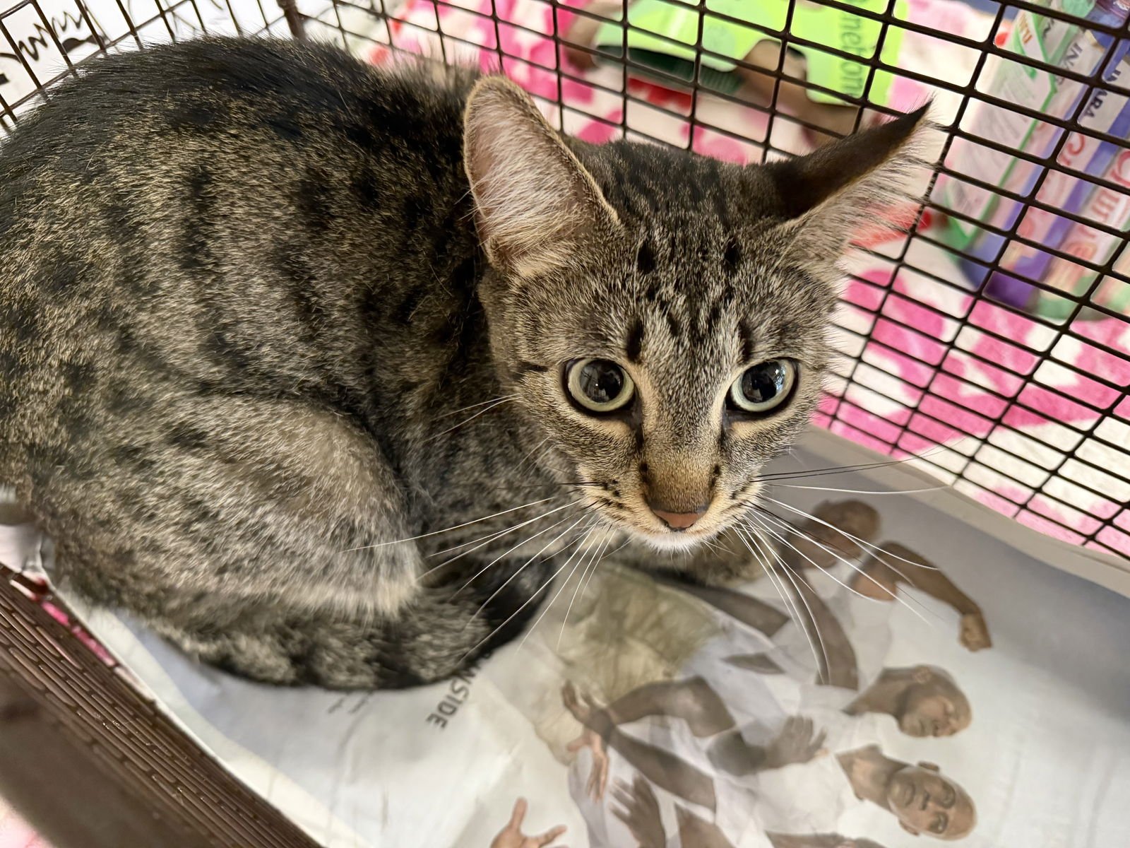 LIL MAMAS - Domestic Short Hair available for adoption