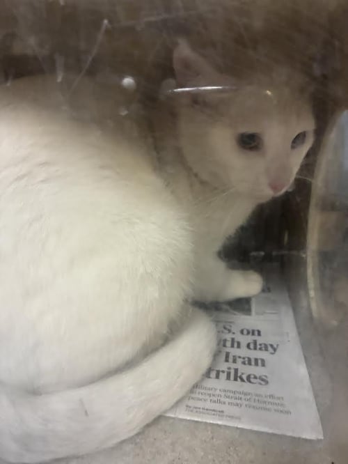 A2296602 - Domestic Short Hair available for adoption