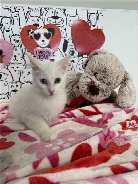 MAY MAY - Domestic Long Hair available for adoption