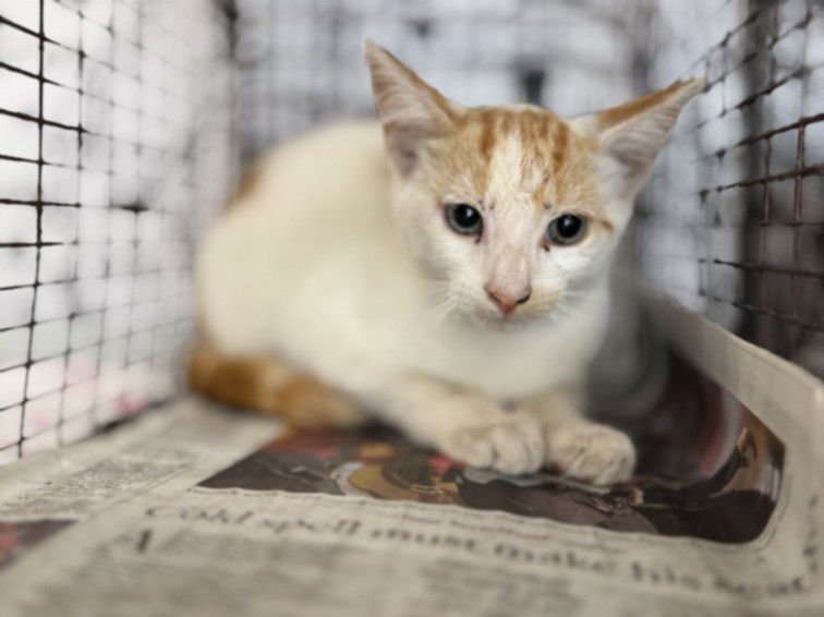 PEANUT BUTTER - Domestic Short Hair available for adoption