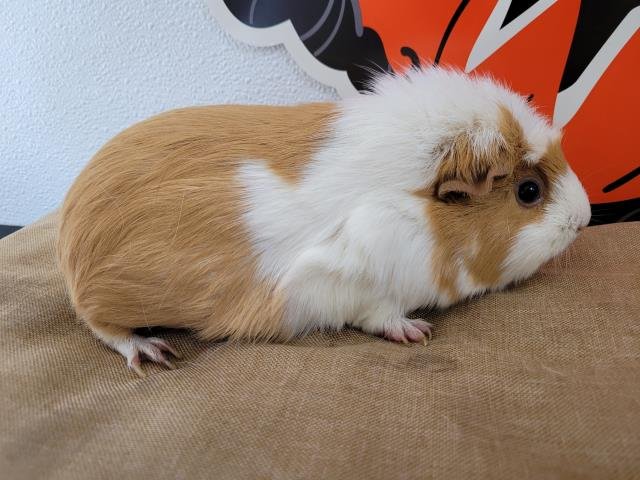 CHEETOS Image