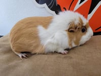 CHEETOS - Photo 1