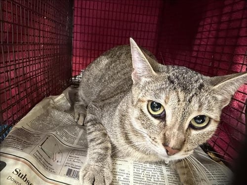 NINA - Domestic Short Hair available for adoption
