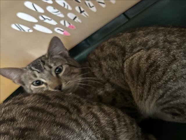 PEPPER - Domestic Short Hair available for adoption