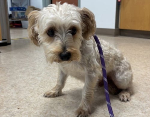BRIMSLEY - Miniature Schnauzer / Poodle (Miniature) available for adoption