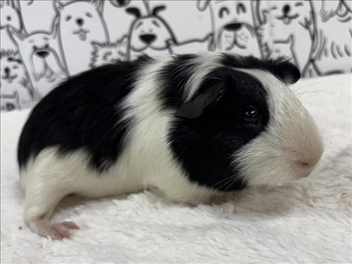 PITSTOP - Guinea Pig available for adoption