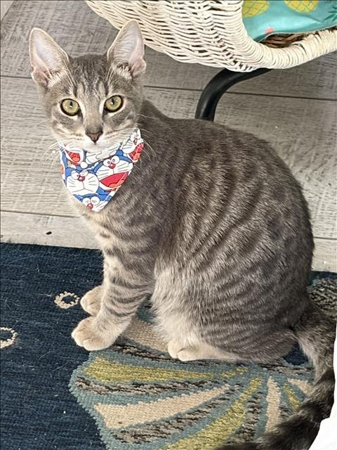 JAX - Domestic Short Hair available for adoption