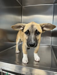 MAX - Photo 1
