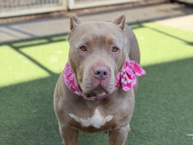 TANYA - Pit Bull Terrier available for adoption