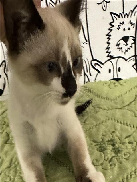 MISHA - Siamese available for adoption