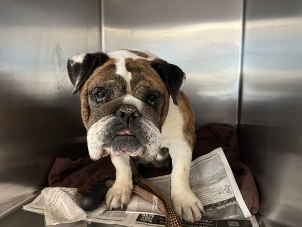 LOLA - English Bulldog available for adoption