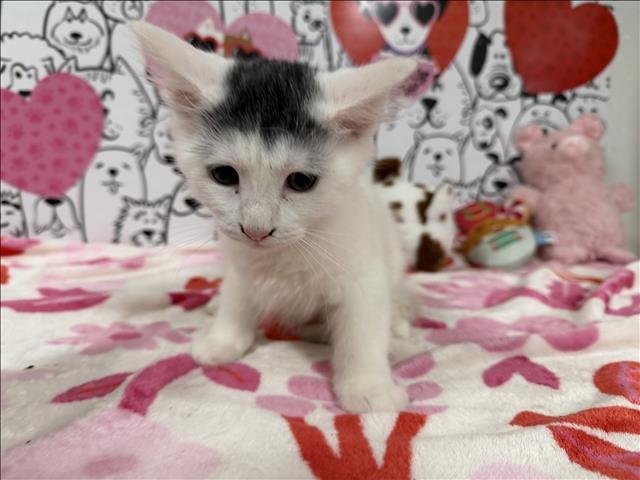 BARBIE - Domestic Medium Hair available for adoption