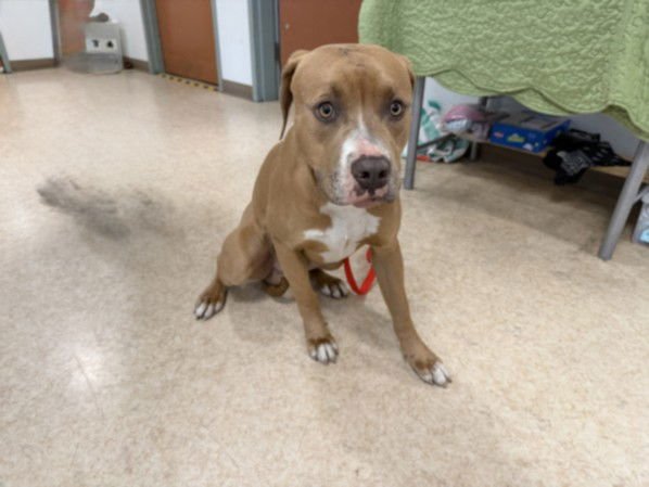 HUGO - Pit Bull Terrier available for adoption