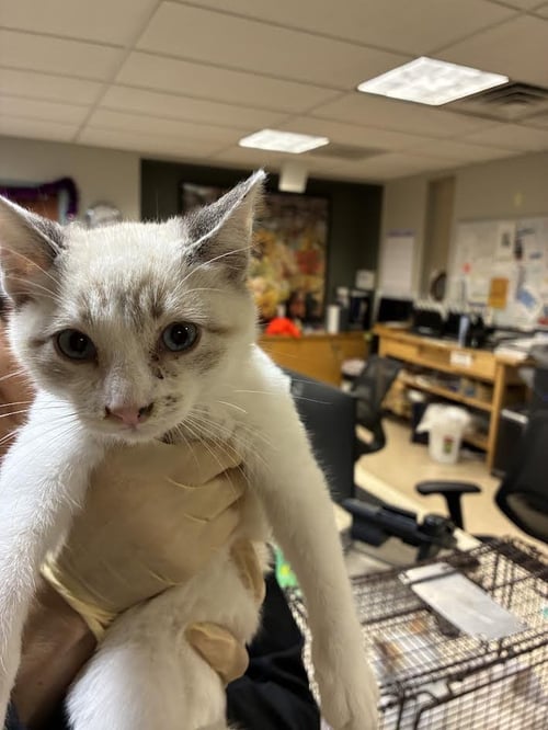 DONNY - Domestic Short Hair available for adoption