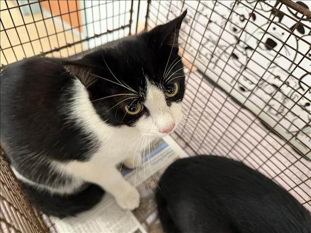 SYLVESTER - Domestic Short Hair available for adoption