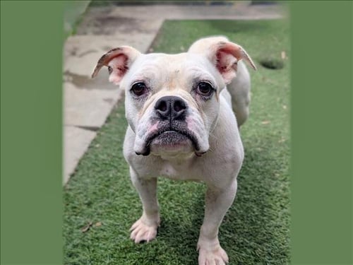 NALA - English Bulldog available for adoption