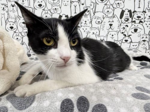 COOKIE - Domestic Short Hair available for adoption