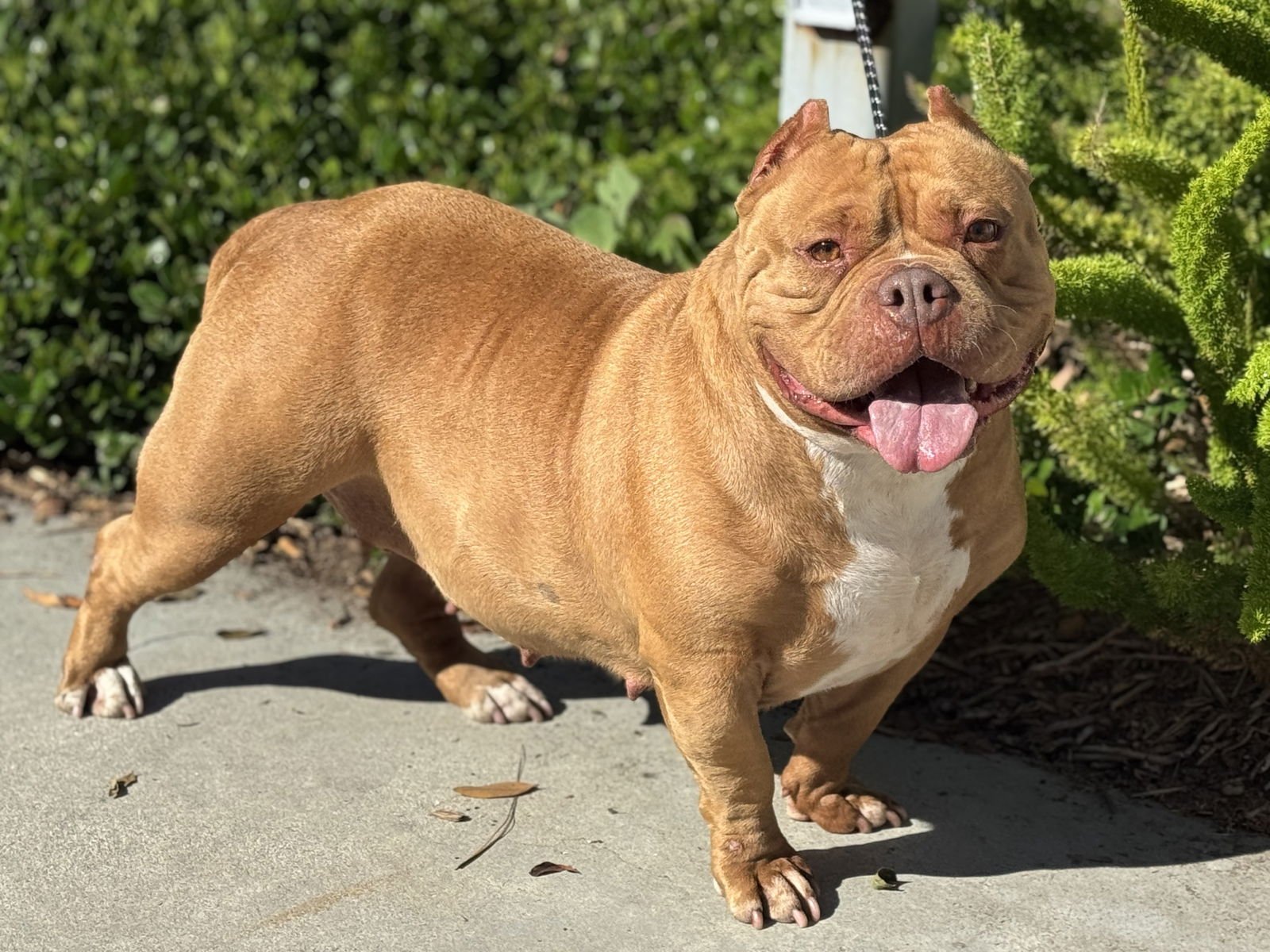 SASHA - Pit Bull Terrier available for adoption