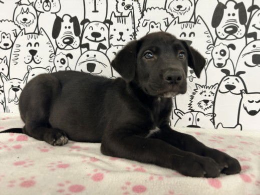 COCO - Labrador Retriever available for adoption