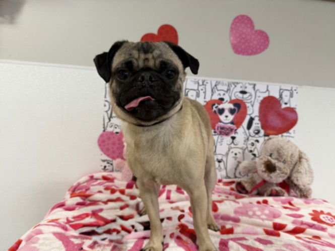 LINGWINIE - Pug available for adoption