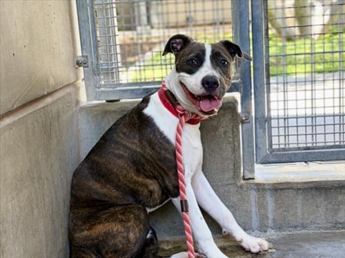 INDY - Pit Bull Terrier available for adoption