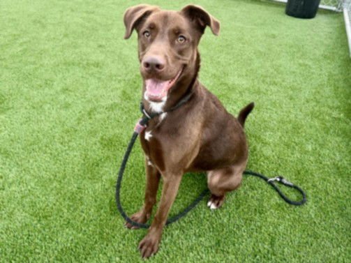 BROWN - Pit Bull Terrier available for adoption