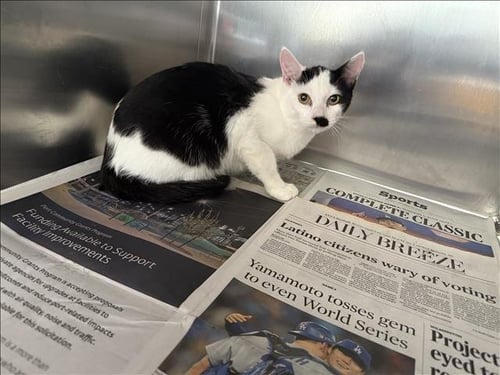 CHARLIE - Domestic Short Hair available for adoption