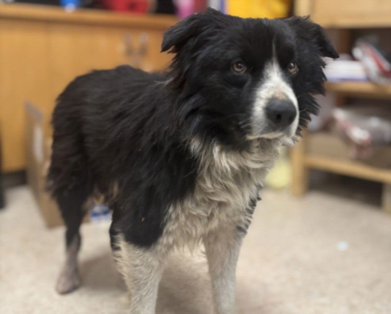 KIRBY - Border Collie available for adoption