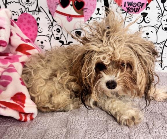 ORIANA - Papillon available for adoption