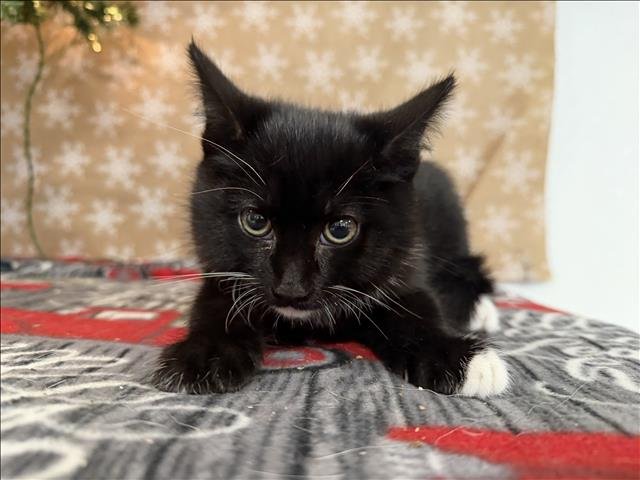 A2251113 - Domestic Short Hair available for adoption