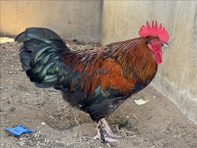 RHODE ISLAND RED Image